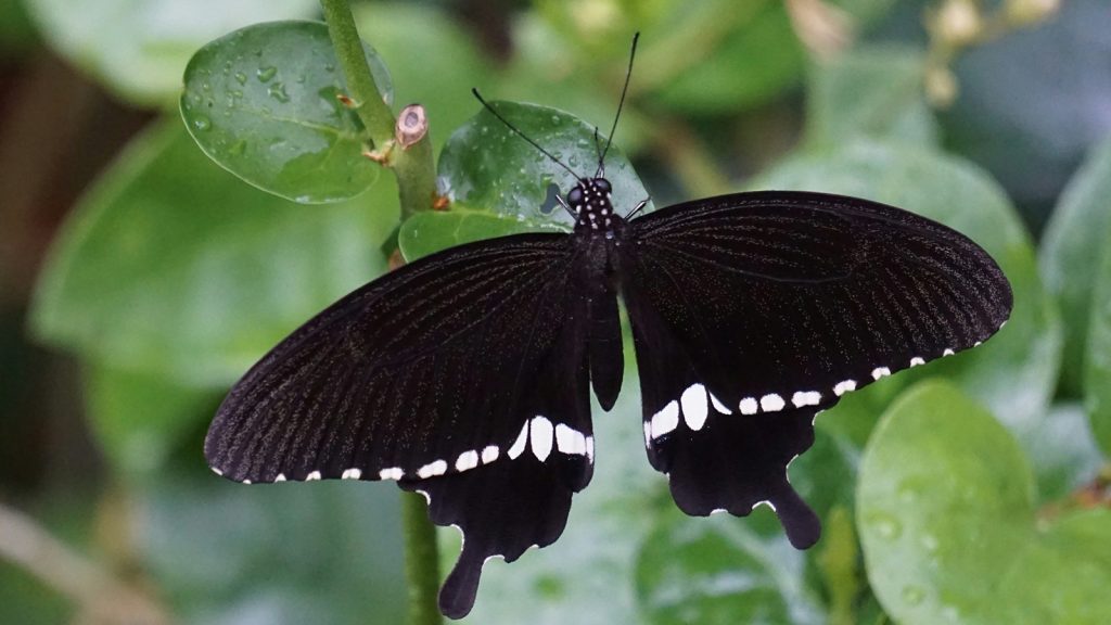 The ‘Butterfly Monitoring Scheme in School Gardens and Ecosystems’ project